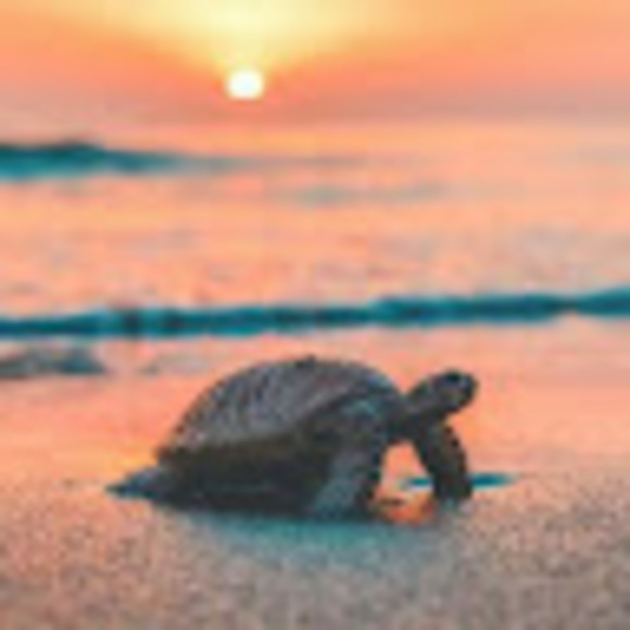 Meet your Posher, Patrick - Picture 1 of 1